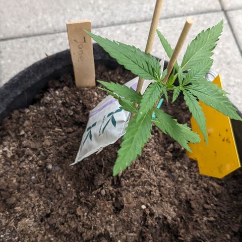 Jane II growlog timeline photo