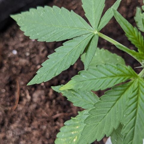 Mary II growlog timeline photo