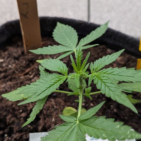 Mary II growlog timeline photo