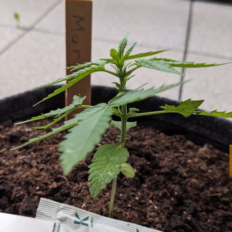 Mary II growlog timeline photo