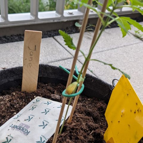 Jane II growlog timeline photo