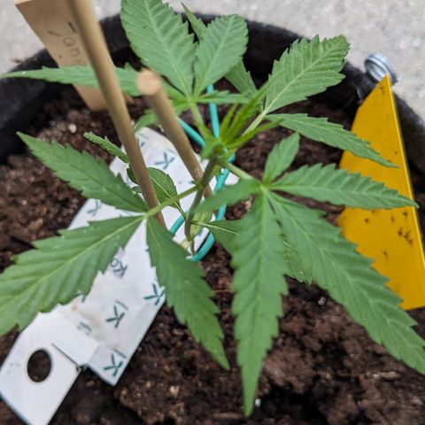 Jane II growlog timeline photo