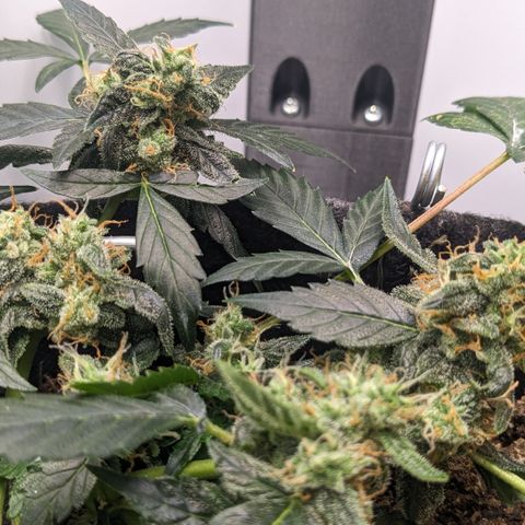 Tamsi growlog timeline photo