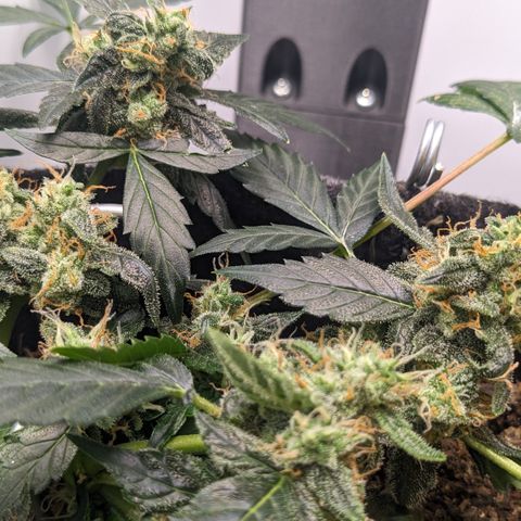 Tamsi growlog timeline photo