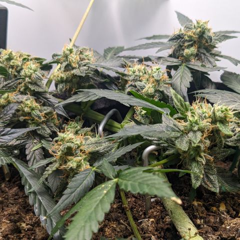 Tamsi growlog timeline photo