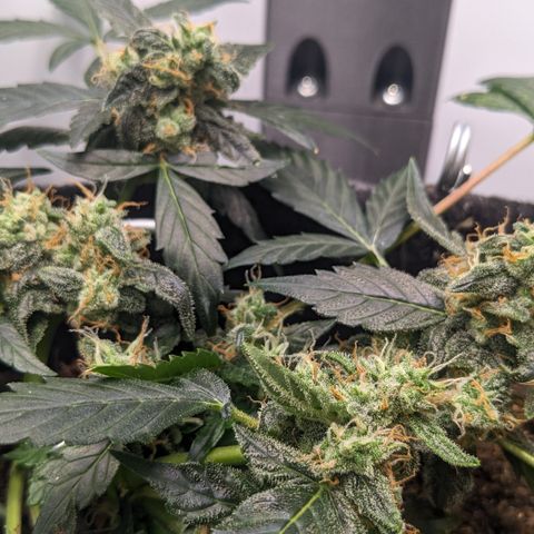 Tamsi growlog timeline photo