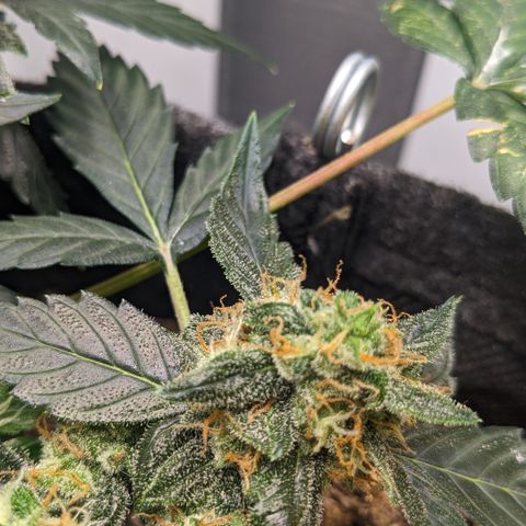Tamsi growlog timeline photo