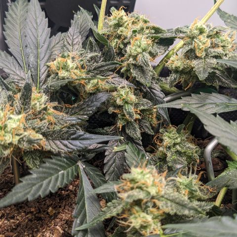 Tamsi growlog timeline photo