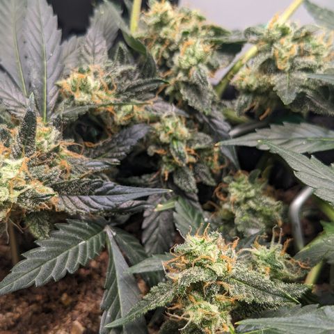 Tamsi growlog timeline photo