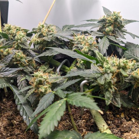 Tamsi growlog timeline photo