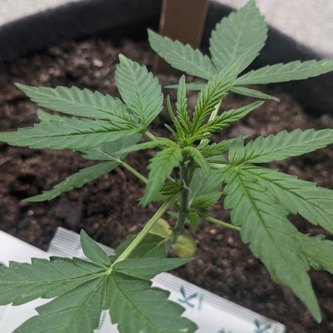 Mary II growlog timeline photo