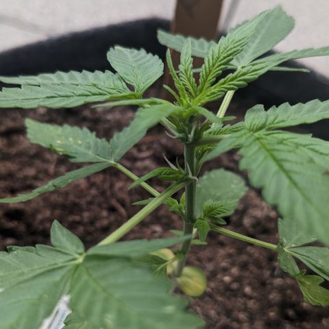 Mary II growlog timeline photo