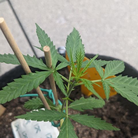 Jane II growlog timeline photo
