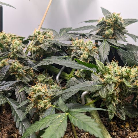 Tamsi growlog timeline photo