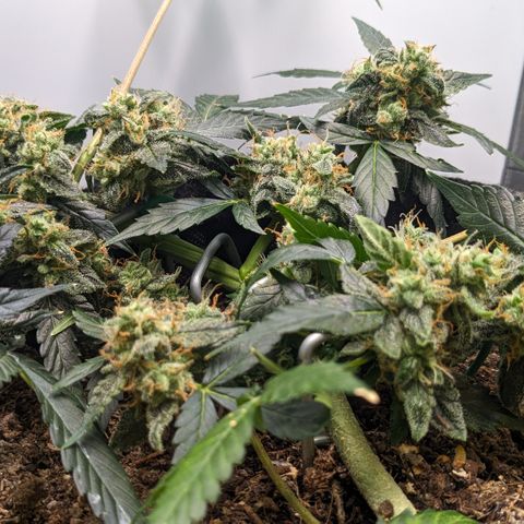 Tamsi growlog timeline photo