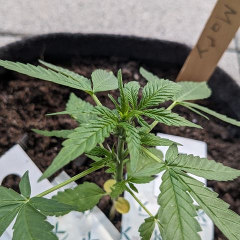 Mary II growlog timeline photo
