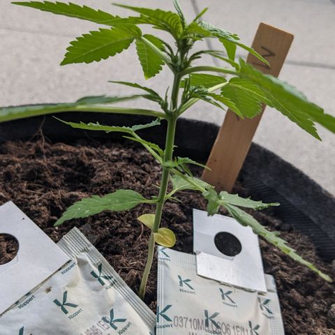 Mary II growlog timeline photo