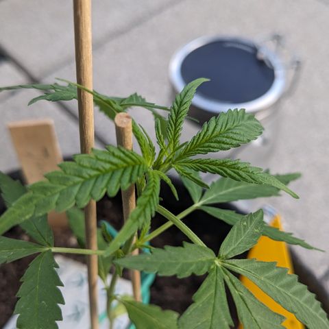 Jane II growlog timeline photo