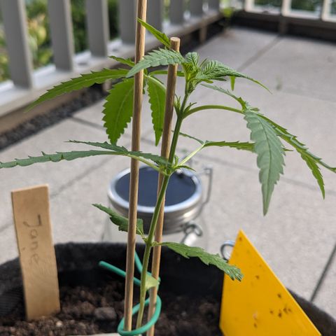 Jane II growlog timeline photo
