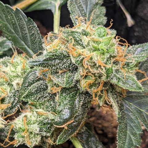 Tamsi growlog timeline photo