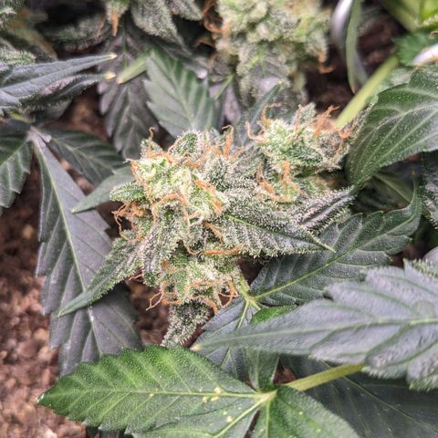 Tamsi growlog timeline photo