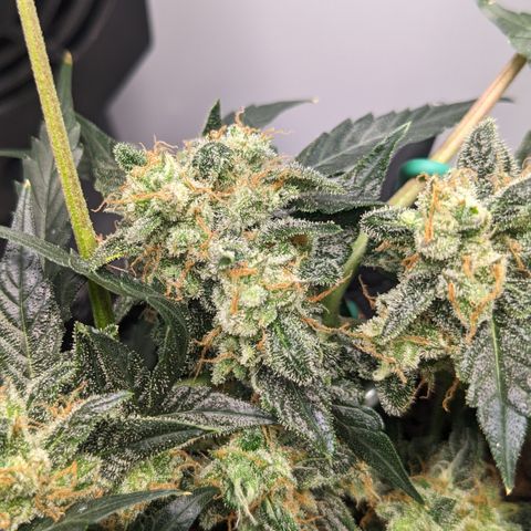 Tamsi growlog timeline photo