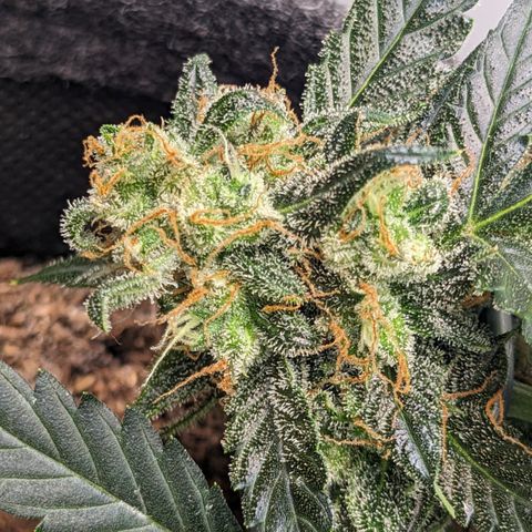 Tamsi growlog timeline photo