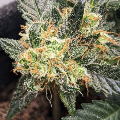Tamsi growlog timeline photo