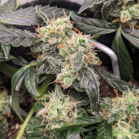Tamsi growlog timeline photo