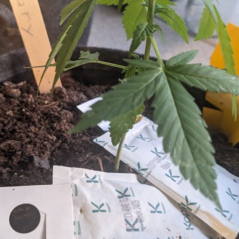 Mary II growlog timeline photo