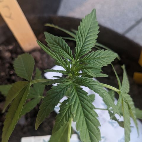 Mary II growlog timeline photo
