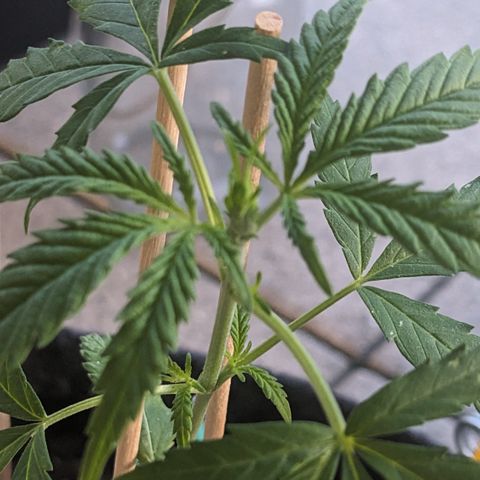 Jane II growlog timeline photo