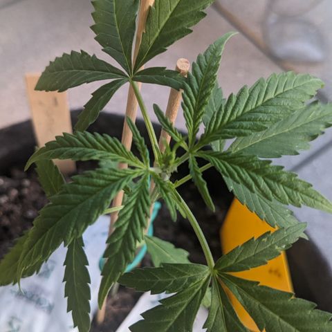 Jane II growlog timeline photo