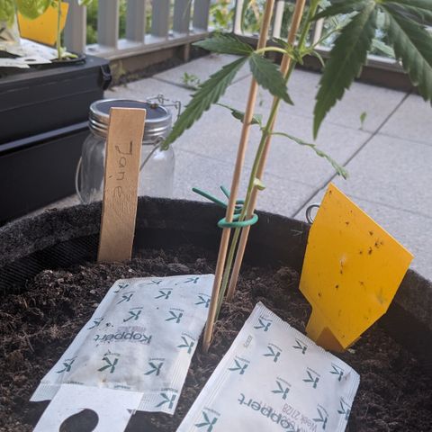 Jane II growlog timeline photo