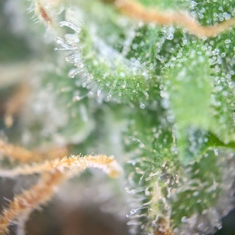 Tamsi growlog timeline photo