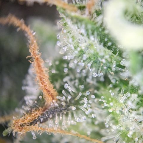 Tamsi growlog timeline photo