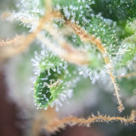Tamsi growlog timeline photo