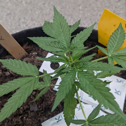 Mary II growlog timeline photo