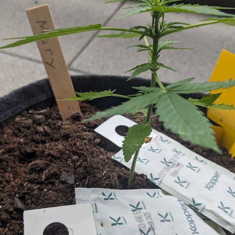 Mary II growlog timeline photo