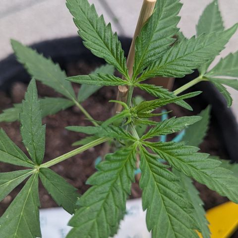 Jane II growlog timeline photo