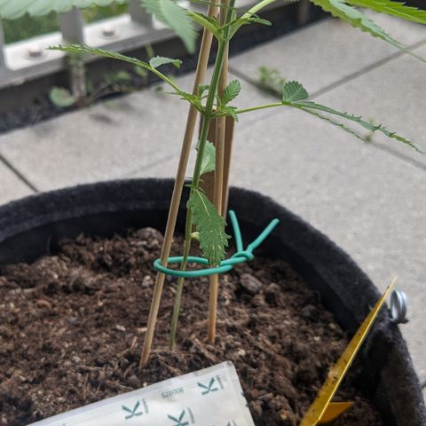 Jane II growlog timeline photo