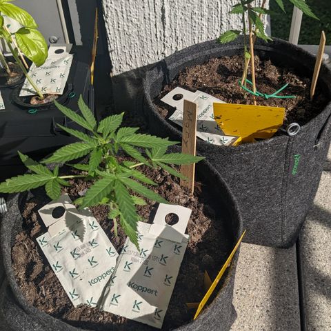 Mary II growlog timeline photo