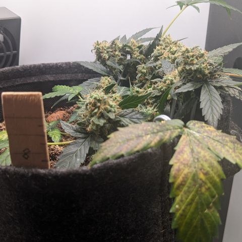 Tamsi growlog timeline photo