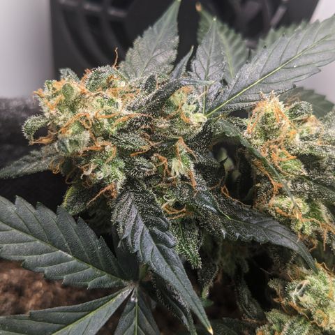 Tamsi growlog timeline photo
