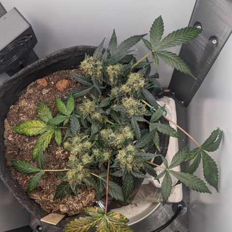 Tamsi growlog timeline photo