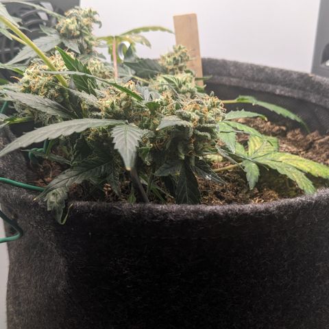 Tamsi growlog timeline photo