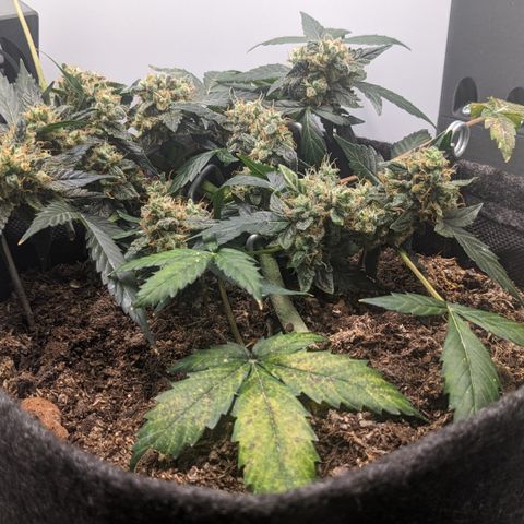 Tamsi growlog timeline photo