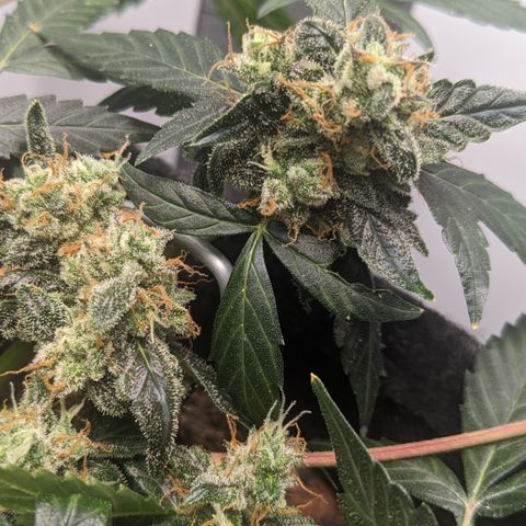 Tamsi growlog timeline photo
