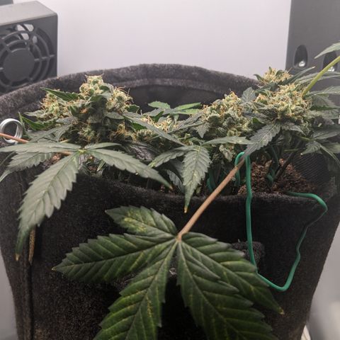 Tamsi growlog timeline photo