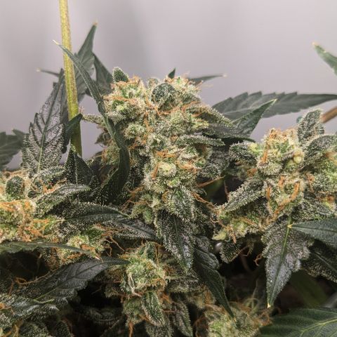 Tamsi growlog timeline photo